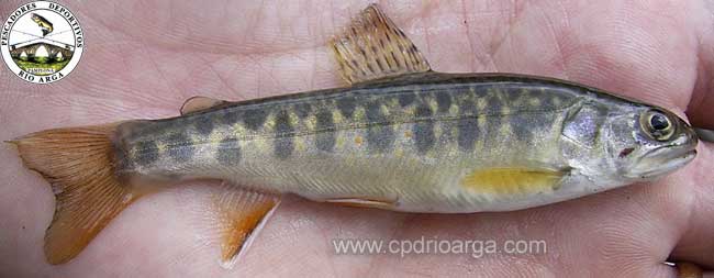 Salvelino, vemos que a&uacute;n siendo salm&oacute;nido tiene bastantes diferencias morfol&oacute;gicas con truchas o salmones