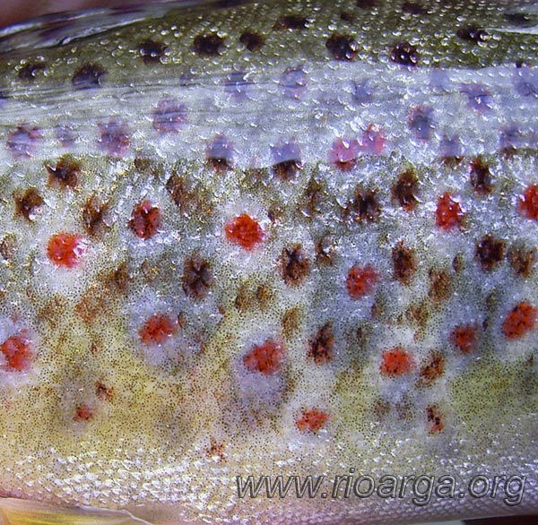 Escamas y coloraci&oacute;n de trucha com&uacute;n