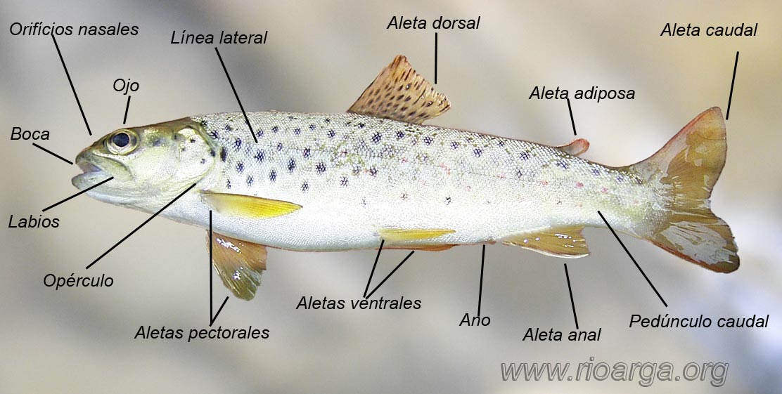 Morfologia trucha