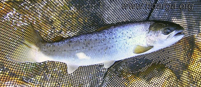 A la trucha com&uacute;n migratoria suele llamarse Reo, este es procedente del r&iacute;o Narcea en Asturias