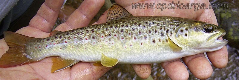 Trucha com&uacute;n Cant&aacute;brica