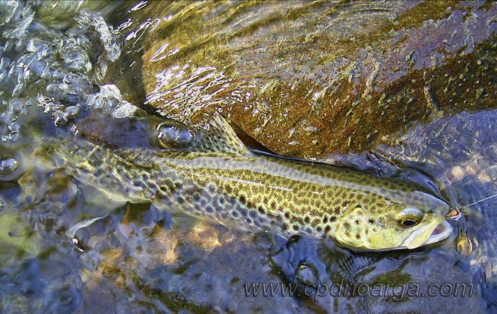 Trucha com&uacute;n Cant&aacute;brica