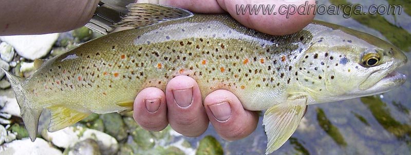 TRucha com&uacute;n Pirenaica