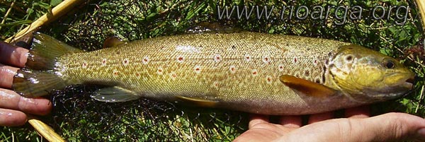Trucha del &Oacute;rbigo, cuenca del Duero