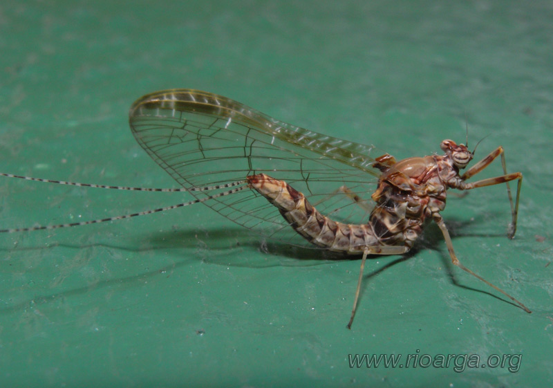 Cloeon dipterium, imago hembra, inmediaciones del r&iacute;o Aranea en Errazu el 14 de junio 2008