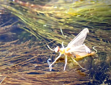 enlace moscas tormes