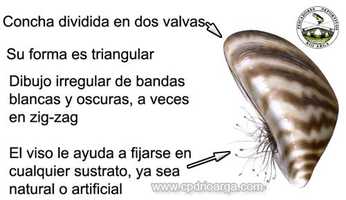 caracteristicasmejillonce