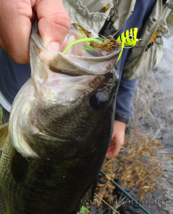 popper-y-bass-hermosa-combinacion