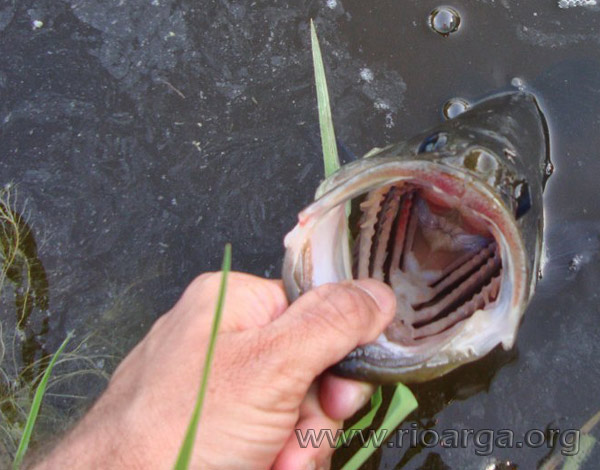 sacando-al-bocazas-jjj