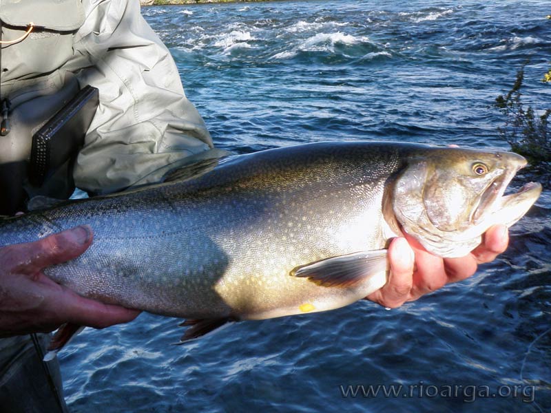 Salvelinus Fontinalis. Río Corcovado