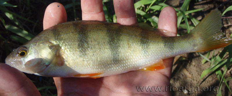 Hab&iacute;a tambi&eacute;n abundantes percas Europeas