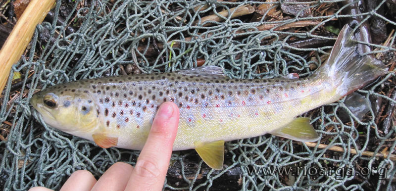 Una de las truchas pescadas en el ca&ntilde;&oacute;n