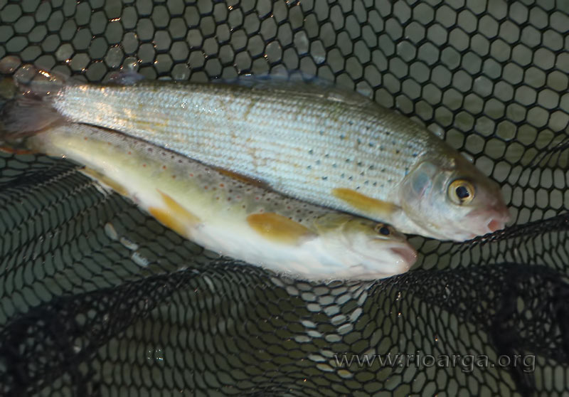 dobletaUn doblete de trucha y t&iacute;malo