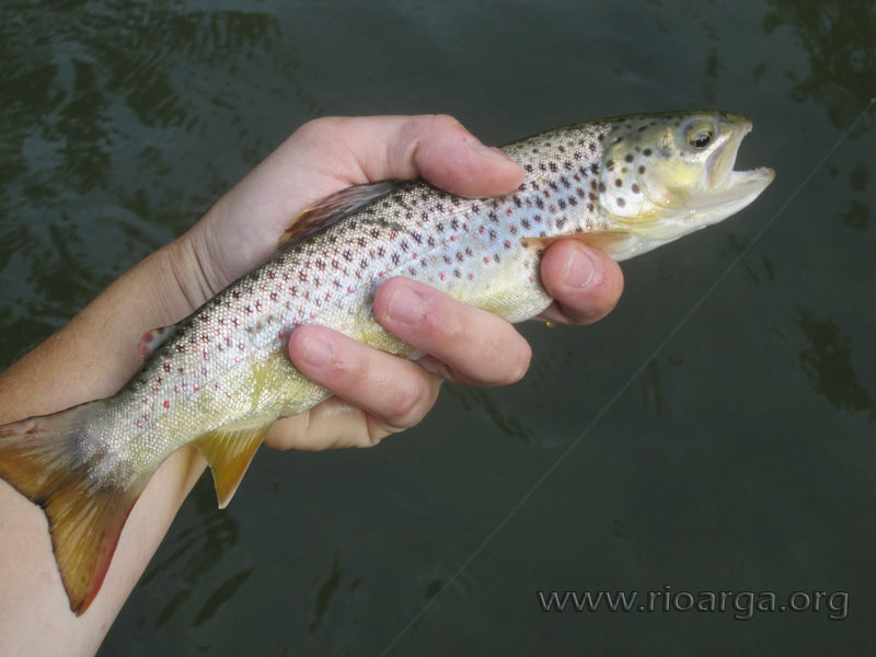 trucha del Zilina